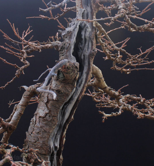 Larch Bonsai Carving and Styling 